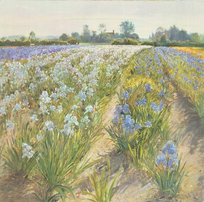 Iris blu e bianchi, Wortham da Timothy Easton